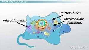 Maybe you would like to learn more about one of these? Filaments Definition Function Video Lesson Transcript Study Com