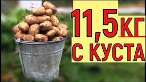 ведро картошки с каждого куста без прополки и окучивания Urozhaj Kartofelya Vedro S Kusta Vyrashivanie Kartoshki V Yashike Posadka Kartofelya Ogorod Sad