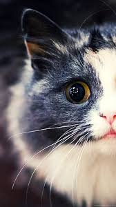 Only the best hd background pictures. Cats Tumblr Wallpapers Wallpaper Cave