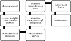 Aluminum Toxicity In Plants An Overview Sciencedirect