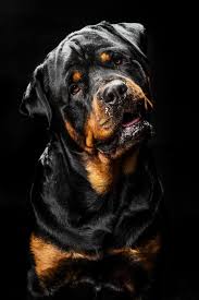 Pin De Melike Em Rot Animais Domesticados Caes Fofos Rottweiler