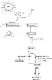 3 Overview Of Vitamin D Dietary Reference Intakes For