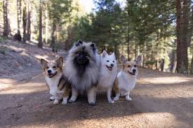 It passes by the giant forest. How To Enjoy Sequoia National Forest With Your Dogs