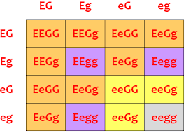When a homozygous dominant individual is crossed with a homozygous recessive individual, the offspring produced will have the heterozygous genotype and show the dominant phenotype. Https Www Cabarrus K12 Nc Us Cms Lib09 Nc01910456 Centricity Domain 8877 Answer 20key 20 20genetic 20packet Pdf