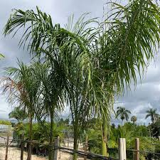 Image result for Roystonea