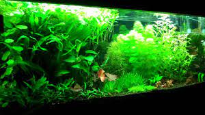 Setting Up Your First Planted Aquarium Part 2 Substrate Fertilizers Planted Aquarium Aquarium Aquarium Set
