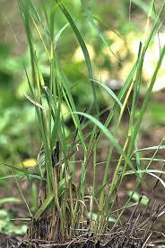 Image result for Ischaemum