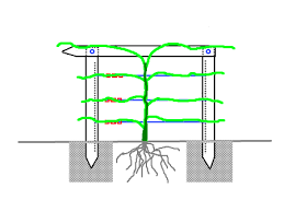 A backyard grape vine trellis needs to be strong and withstand the weight. Grape Vine Trellis Deep Green Permaculture
