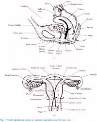 An anatomically female's internal reproductive organs are the vagina, uterus, fallopian tubes, cervix. Female Reproductive System Of Humans With Diagram Biology
