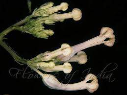 Image result for Ceropegia achtenii