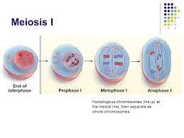 Maybe you would like to learn more about one of these? Meiosis Somatic Cells Undergo Mitosis Gametes Or Sex Cells Undergo Meiosis Resulting In A Cell With Half Of The Usual Number Of Chromosomes Compared Ppt Download