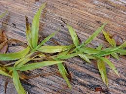 Image result for Paspalum conjugatum