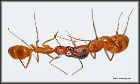 … prepare a mixture of 10 drops of peppermint essential oil and a cup of water and sprinkle it wherever you find. Ant Introduction