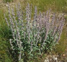 Image result for Stachys