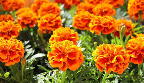 When all chance of frost has passed, you can transplant your marigolds outside. Growing Marigolds Learn How To Plant And Grow Marigolds Gilmour