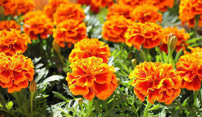 Maybe you would like to learn more about one of these? Growing Marigolds Learn How To Plant And Grow Marigolds Gilmour