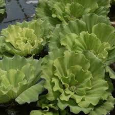 Image result for Pistia