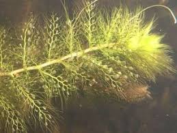 Image result for Utricularia spiralis