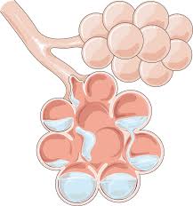 Ventriculul stang pompeaza in timpul contractiei cardiace sangele in arterele pulmonare care. Edemul Pulmonar Acut De La CauzÄƒ La Tratament Newsmed Ro