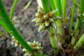 Image result for Schoenoplectiella articulata
