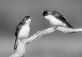 Birds Of Eastern Panhandle Wv E Wv Birds