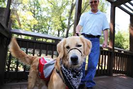 Golden Retriever Service Dog Is Trained To Snuggle His Owner S Seizures Away People Com