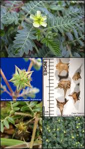 Image result for Tribulus terrestris