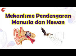 More images for dari permukaan air laut sinyal bunyi bunyi dikirim ke dasar laut » Bunyi Science Quizizz