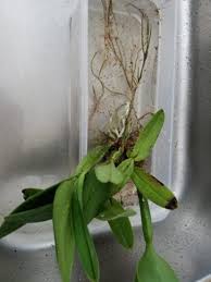 カトレアの植え替えと育て方 カトレアの復活プロジェクト