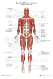 Human Muscle Anatomy Chart Human Muscle Anatomy Poster