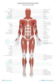 human muscle anatomy chart human muscle anatomy poster