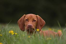 Magyar Vizsla Hunderasse M Wesen Bilder Und Infos Hunderasse M