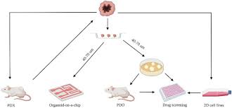 Animal models of cancer cell lines. Drug Screening Model Meets Cancer Organoid Technology Sciencedirect