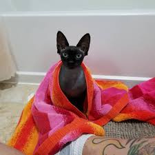Wrapping your cat in a towel (the right way!) how to towel wrap a cat. Gemma Likes Towel Wrap After Bath More Than Bath Bathtime Bathingbeauty Sosweetcats Catsoninstagram Cats Catmodel Sphynxlair