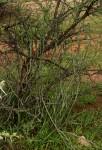 Image result for Kleinia longiflora