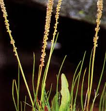 Image result for Triglochin striata