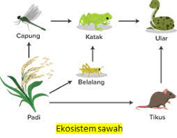 Rantai makanan menjadi jalur masuk aliran energi bagi makhluk hidup. Peristiwa Makan Dan Dimakan Yang Dilakukan Oleh Se