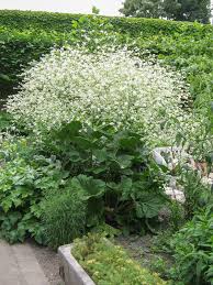 Image result for Crambe kilimandscharica