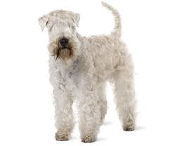 The Cost Of A Soft Coated Wheaten Terrier With Calculator Petbudget Pet Costs Saving Tips
