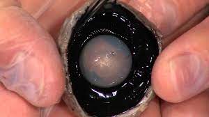 Lens lies between post surface of iris & the vitreous in a saucer shaped depression c/a patellar fossa. Detailed Cow Eye Dissection Part Ii Jr High High School And College Review Youtube