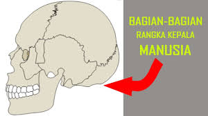 Kerangka manusia disokong oleh struktur seperti ligamen, tendon, otot, dan organ manusia yang lain. Bagian Bagian Rangka Kepala Manusia Kelas 5 Tema 1 Sub 2 Youtube