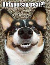 Pin By Michelle Pelfrey Meyer On Animals Funny Cute Memes Cute Funny Animals Puppy Meme