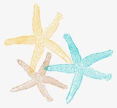 Maybe you would like to learn more about one of these? Starfish Clipart Png Download Transparent Starfish Clipart Png Images For Free Nicepng