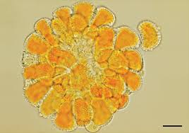 Image result for Balthasaria schliebenii