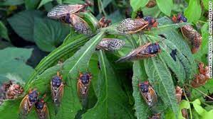 Brood x periodical cicadas will emerge this spring (may) in the eastern u.s. Brood X Cicadas Are Coming In The Billions This Spring 2021 Cnn
