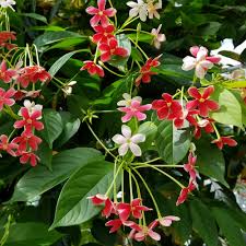 Image result for Combretum indicum