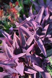 Image result for Tradescantia pallida