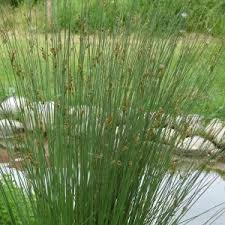 Image result for Juncus punctorius