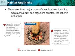 Commensalism definition, a type of relationship between two species of a plant, animal, fungus, etc., in which one lives with, on, or in another without damage to either. Key Concept Every Organism Has A Habitat And A Niche Ppt Video Online Download