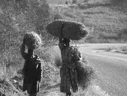 Image result for Athrixia phylicoides